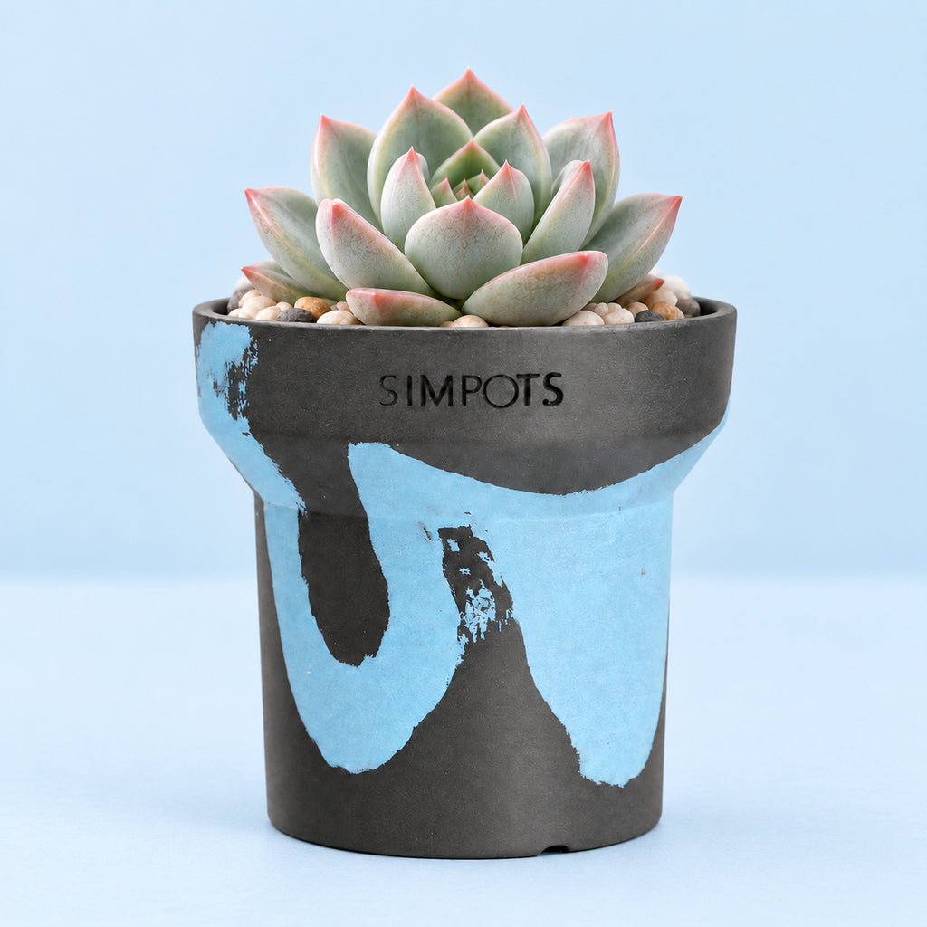 Flow Within: One-of-a-Kind Stone Planter (Small)